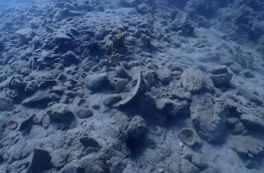 Marmari̇s Kent Konseyi̇’ni̇n Çabalarıyla Karacasöğüt Koyunda Doğa Mücadelesi̇ Zafer Kazandı